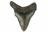 Serrated, Juvenile Megalodon Tooth - South Carolina #183137-1